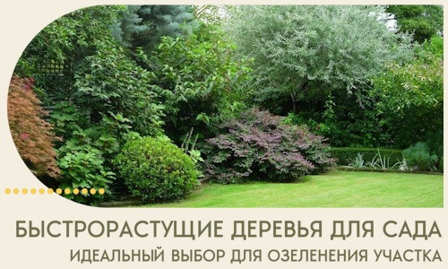 Быстрорастущие деревья для сада идеальный выбор в Устях-Джегуте