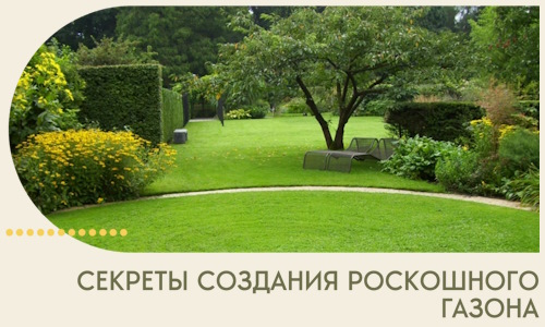 Секреты создания роскошного газона в Устях-Джегуте